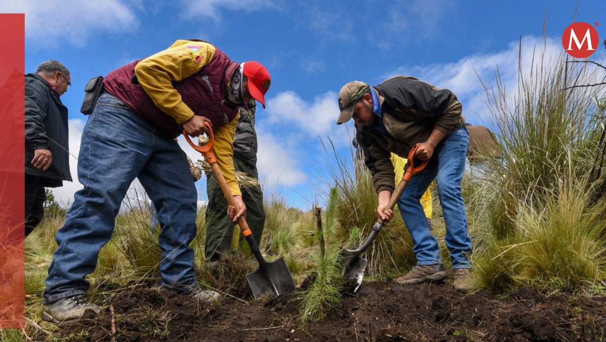 La Secretaría de Medio Ambiente y Desarrollo Sostenible inició la campaña de reforestación “Árboles para el mañana”| Cuartoscuro