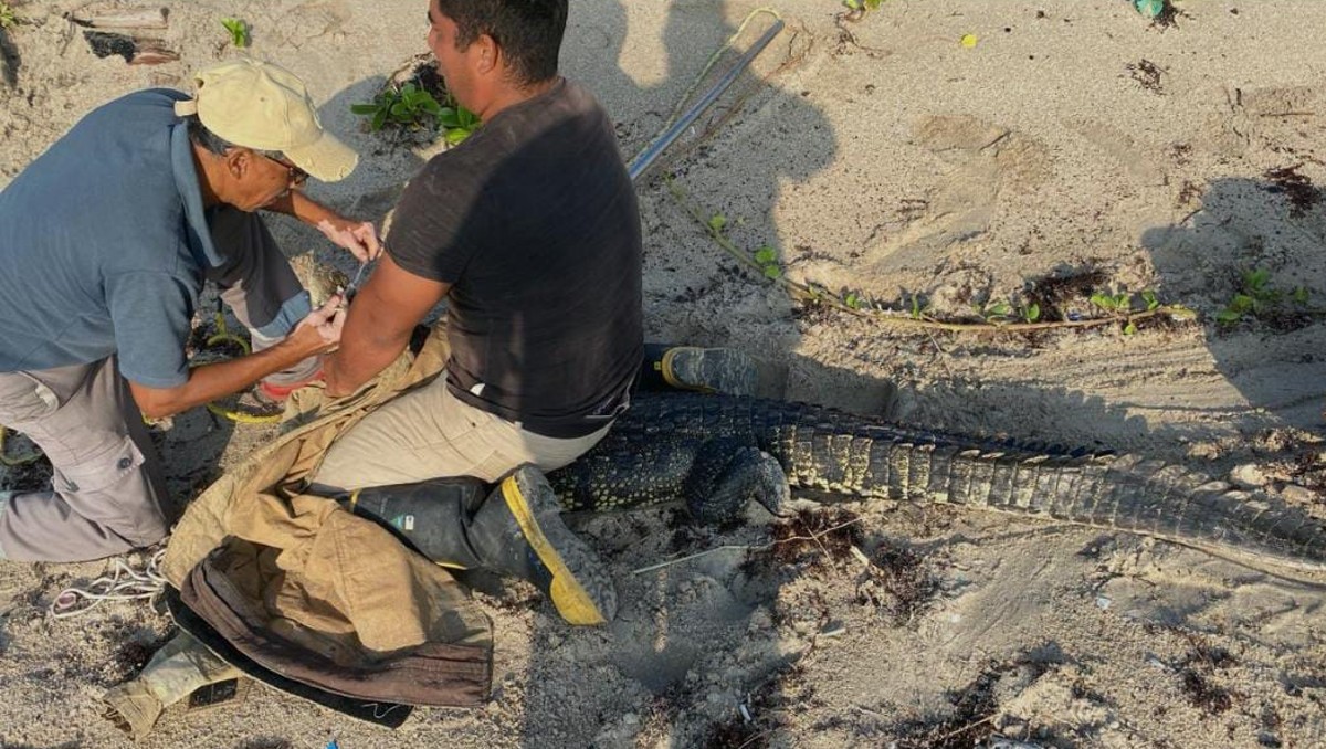 Cocodrilo es capturado en playa Miramar. (Cortesía)