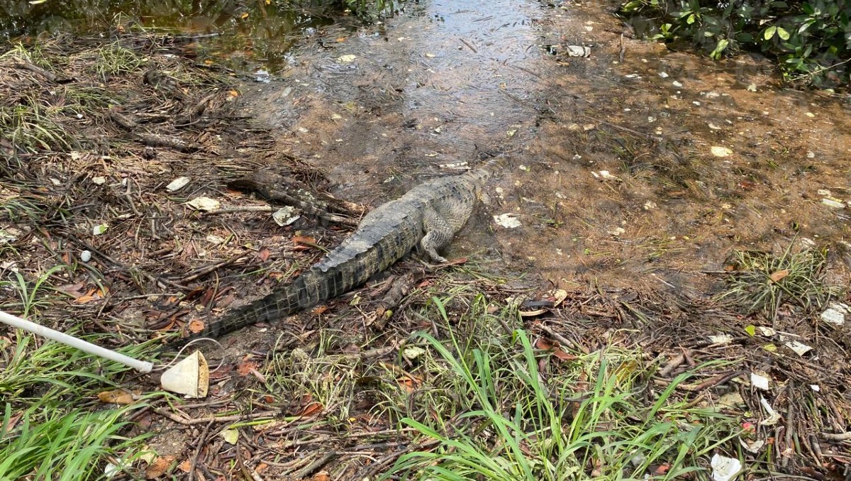 Cocodrilo es liberado en vaso lacustre del sur de Tamaulipas. (Mario Juárez)