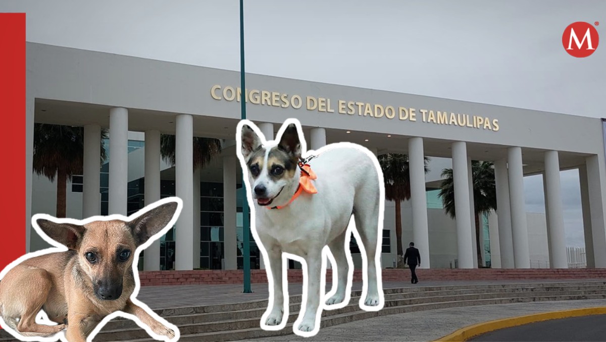 'Perrucha' y 'Ardillita' las mascotas del Congreso de Tamaulipas que ya son activos fijos.
