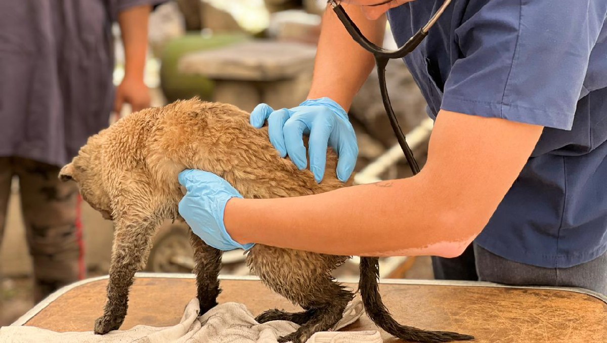 Veterinarios atienden a gatito 'Mazapán' que sufrió quemaduras tras incendio. Foto: (Especial)
