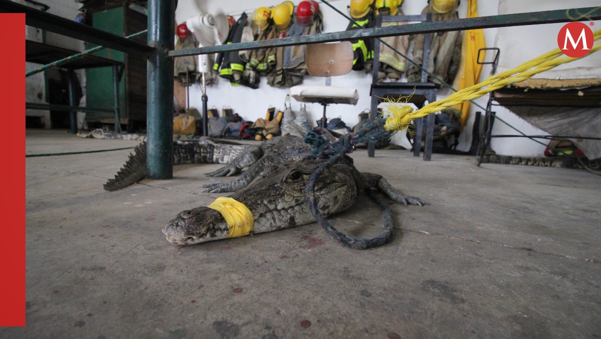 Cocodrilo capturado en Tampico. (Yazmín Sánchez)