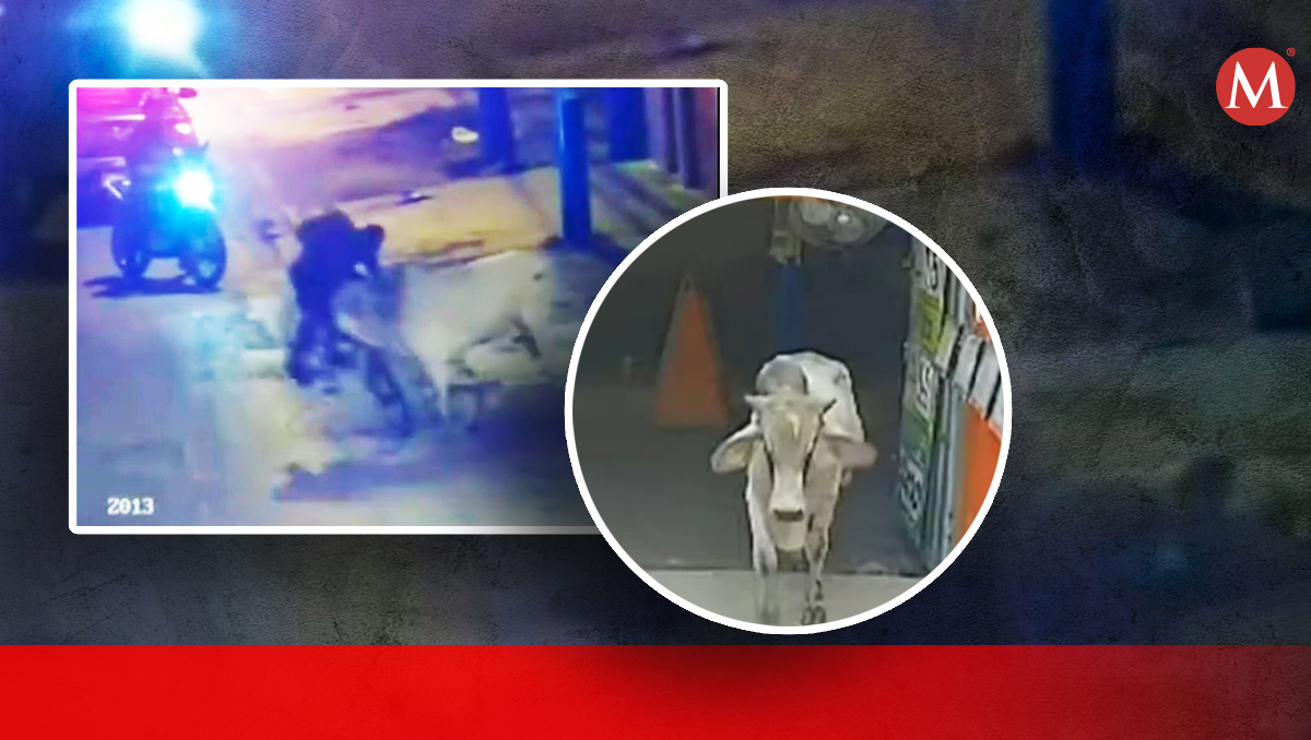 Escape de un toro causa caos en Santa Anita al atacar tras huir del camión | Especial