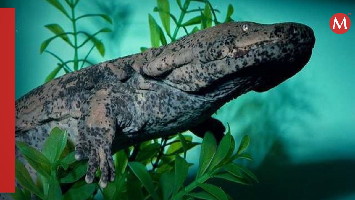 Expertos descubren restos de una 'salamandra gigantesca' de la era glacial