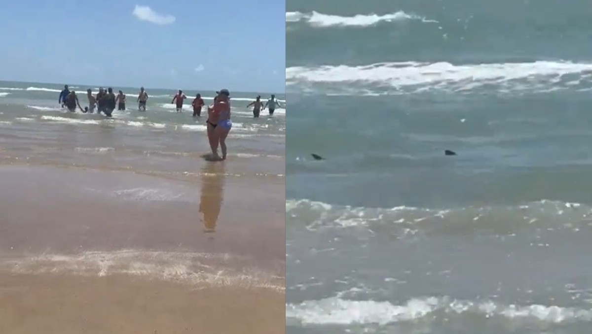 Tiburón ataca a dos personas en la Isla del Padre. Foto: Especial