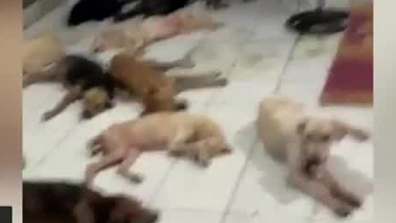 Albergue "Cachorrilandia" protege a perros por 'Beryl' en Quintana Roo