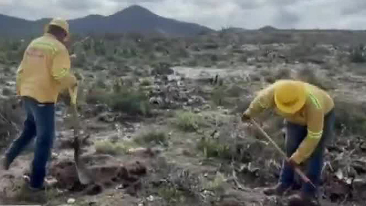 El cambio climático y los incendios forestales han modificado el ecosistema de Oaxaca