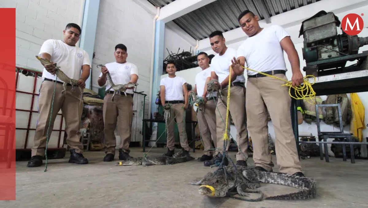 Permitir cacería de cocodrilos, opción para controlar: expertos