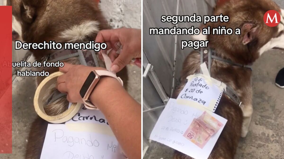 Perrito pide prestado para una carnaza | X