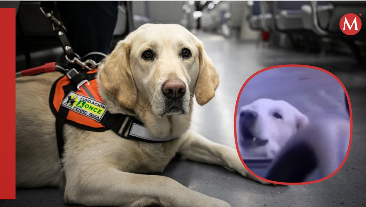Perro guía regaña a conductores que no detienen el tránsito