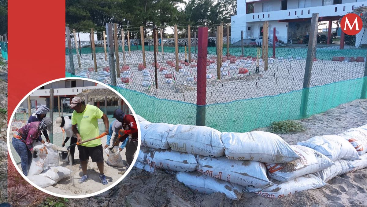 Protegen campos tortugueros en Tamaulipas ante impacto de 'Beryl'.