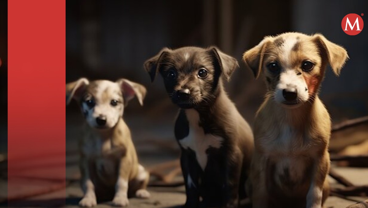 Vecinos han denunciado a un hombre por matar perros callejeros para luego comérselos | ESPECIAL