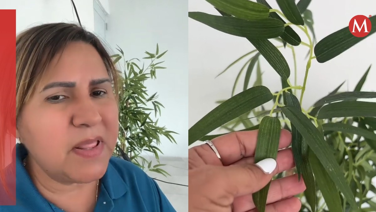 Mujer descubre que su planta era artificial luego de 4 años | Especial