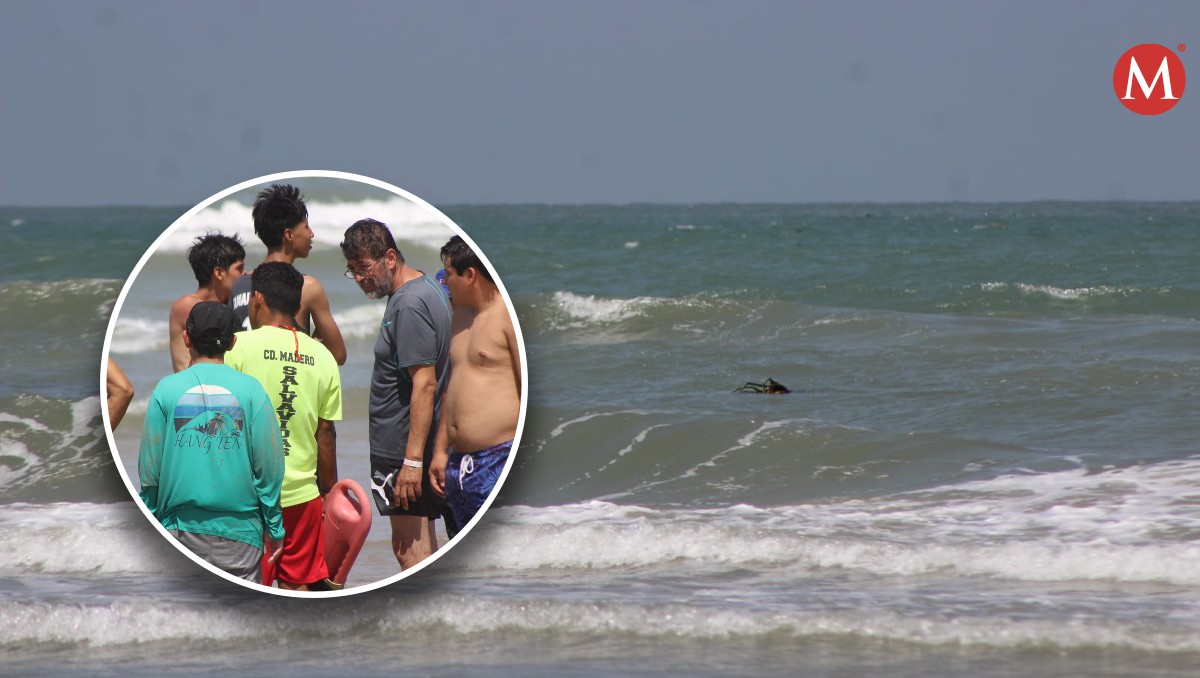Visitantes confunden rama con un cocodrilo en playa Miramar