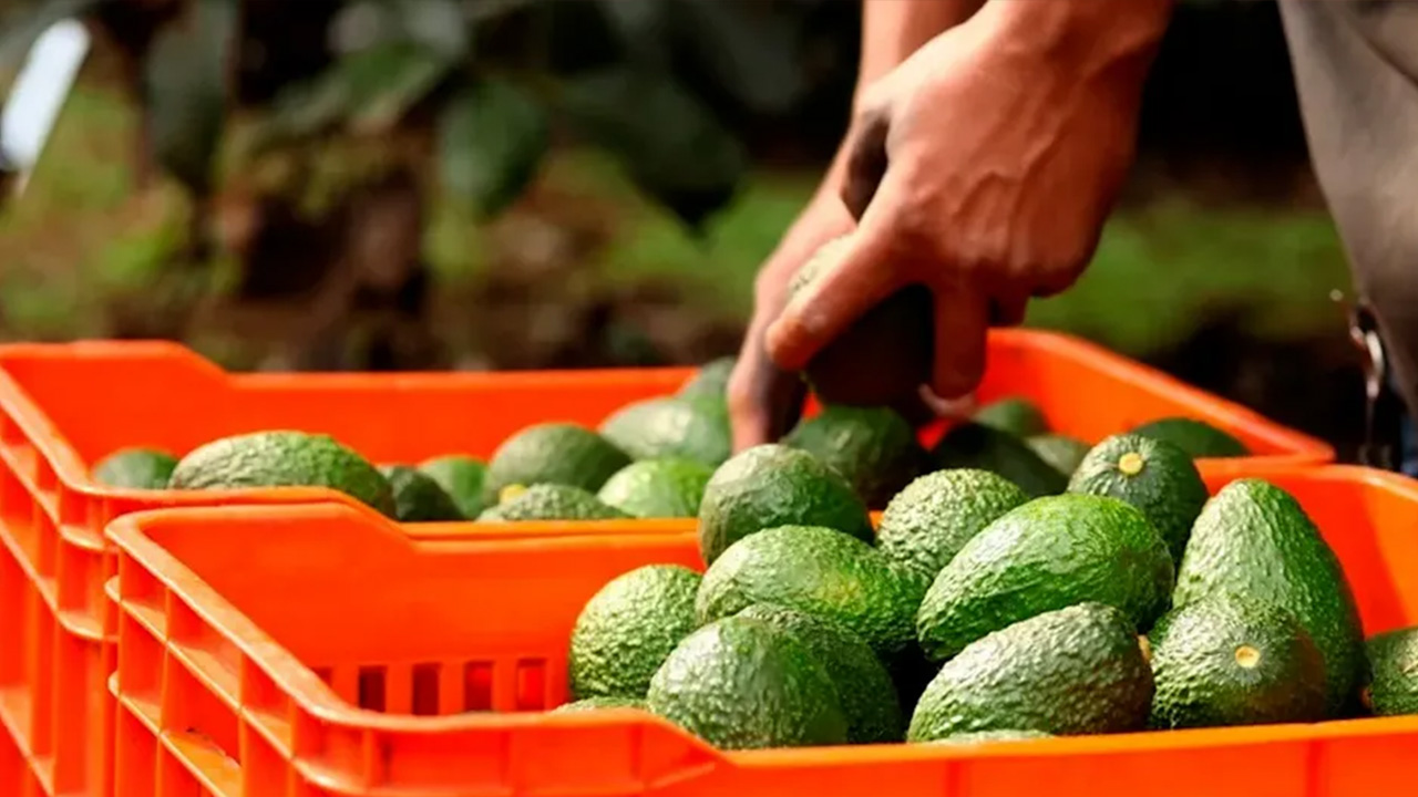 Anpec asegura que la violencia en Sinaloa provoca desabasto de productos básicos