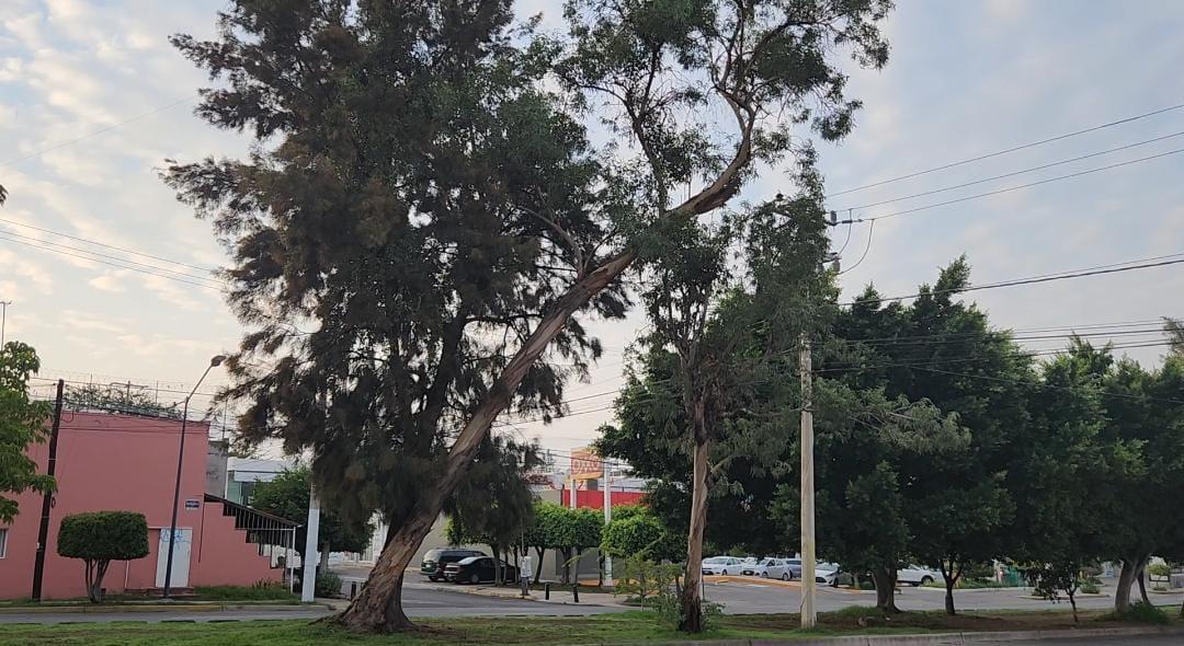 Árbol en riesgo que se encuentra en el camellón de Calzada Independencia. (Pablo Núñez)