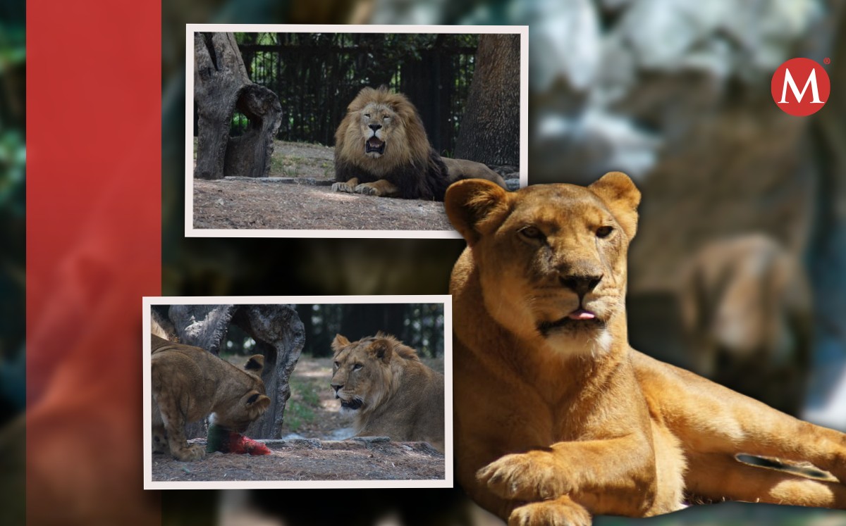 El aseguramiento fue de siete leones y una tigresa que se encontraban en abandono y maltrato. Fotos: Sedema.