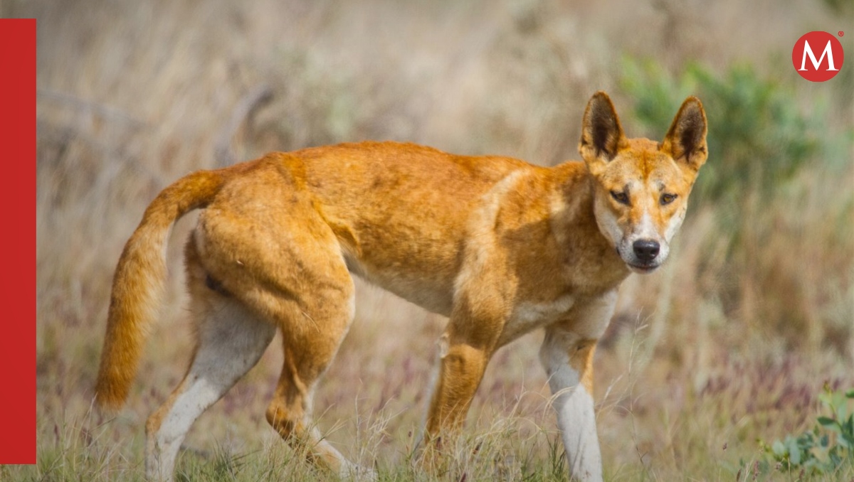 El dingo aún mantiene los rasgos genéticos desde su llegada a Australia hace 3,000 años