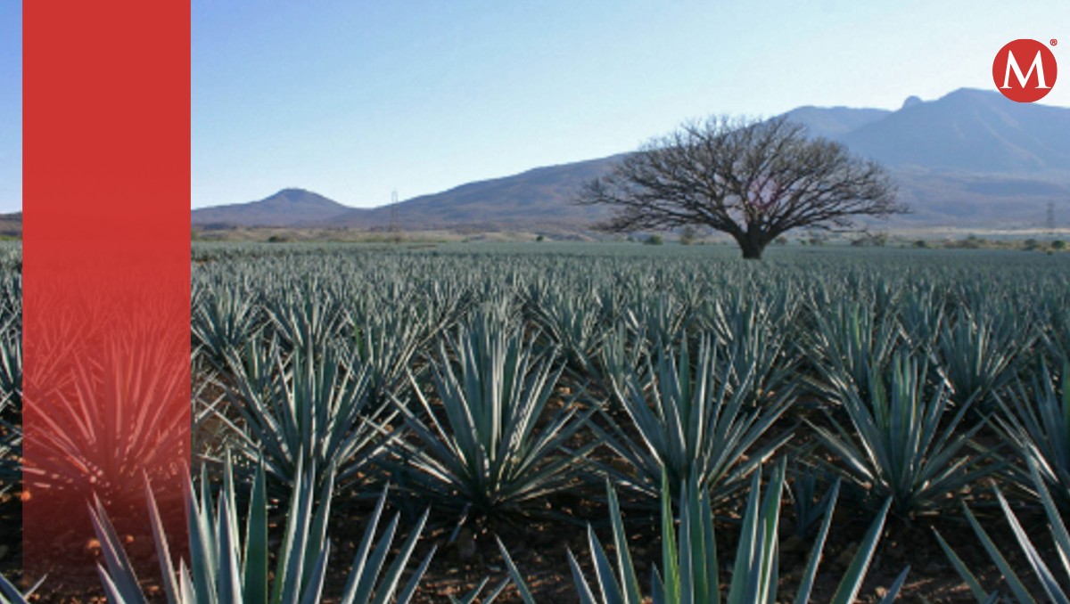 Juan Carlos fue encontrado sin vida en sembradíos de agave.