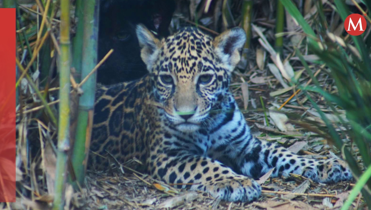 Son tres crías de jaguares, dos hembras y un macho. Especial
