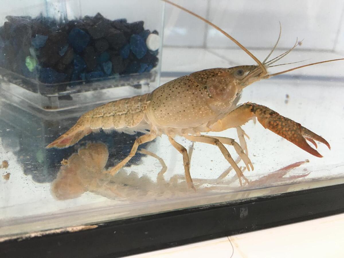 Cangrejo de Río, de nombre científico Procambarus clarkii.| Especial