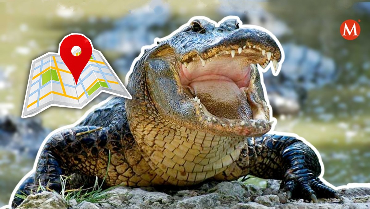 Colocan GPS a cocodrilos en Tamaulipas | ESPECIAL