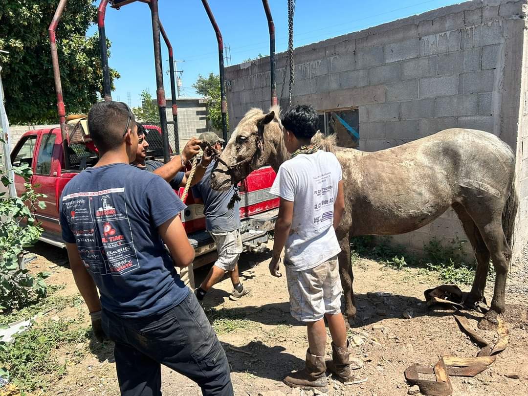 Cuando lograron tranquilizarlo, el caballo fue guiado y con el apoyo de unas cuerdas lo lograron sacar sano y salvo. | Especial