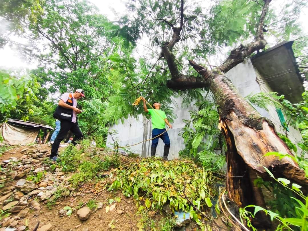 Árbol cae sobre una vivienda tras las intensas lluvias en Huejutla