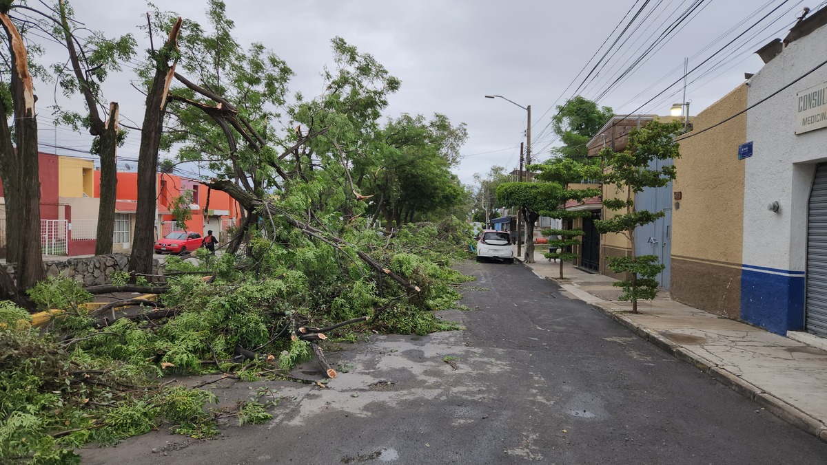Fueron 23 los árboles que cayeron en Zapopan. (Juan Carlos Munguía)