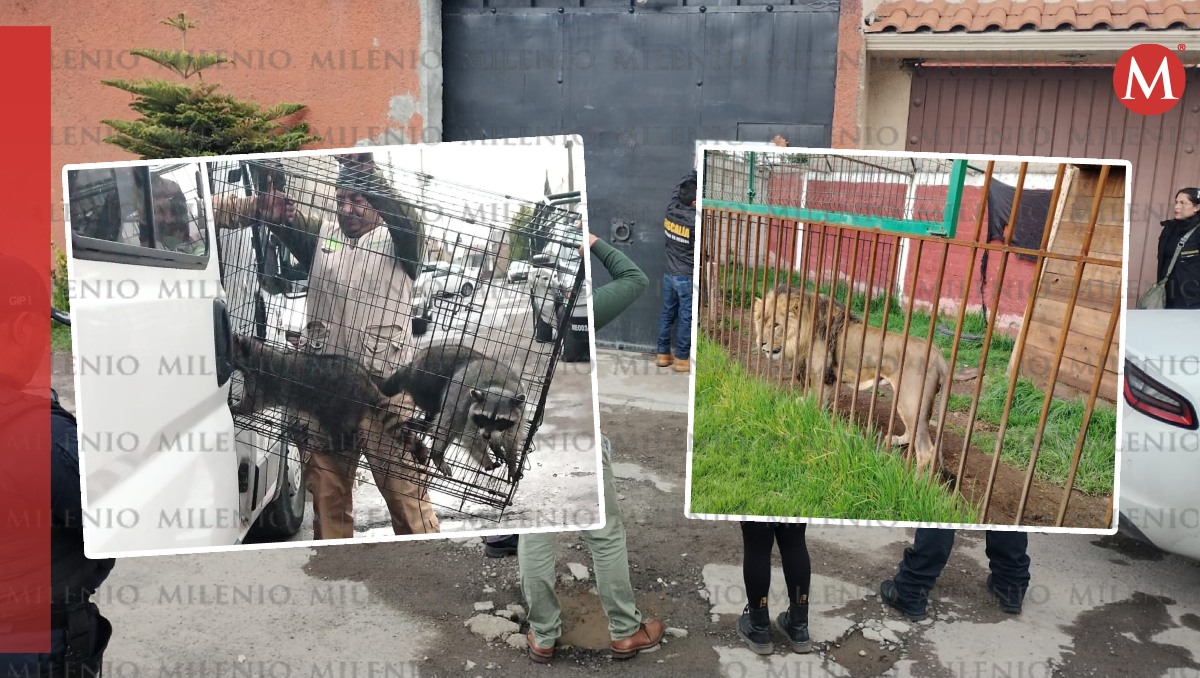 Autoridades rescataron a un león y 5 mapaches  en Zinacantepec. Foto: (Especial)