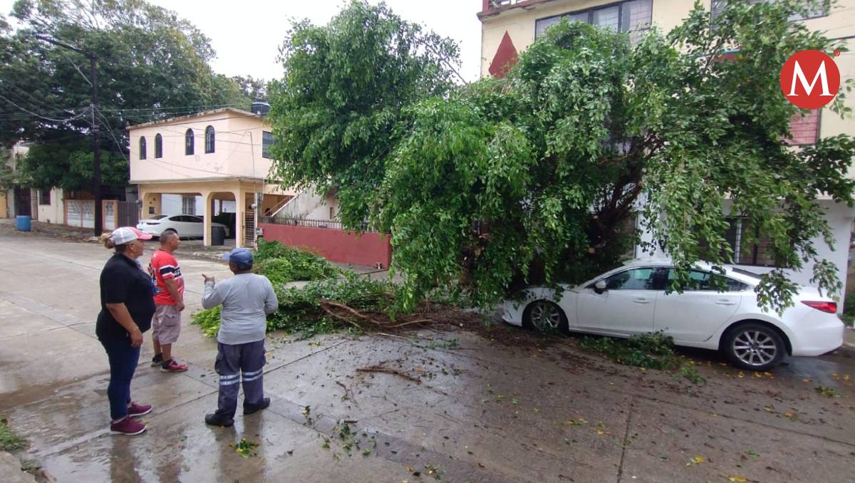 Cae árbol sobre auto estacionado en Tampico.
