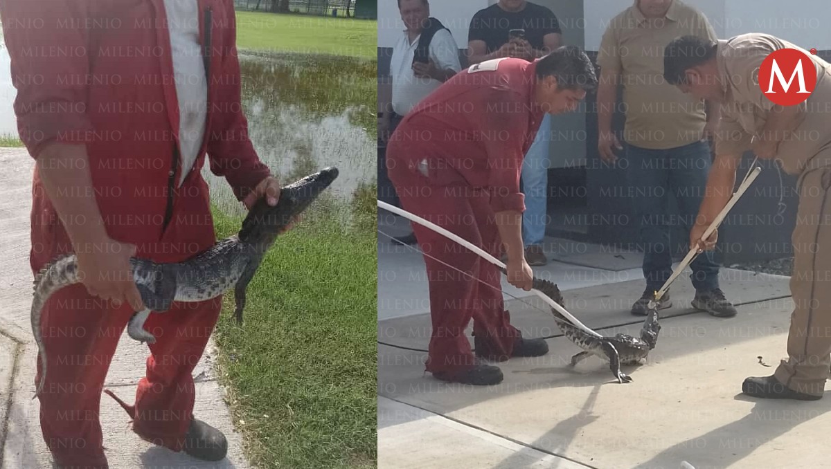 Capturan cocodrilo en área deportiva de Tampico. (Noemí Johnson)