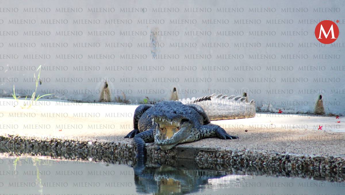Cocodrilos en Tampico. (Yazmín Sánchez)