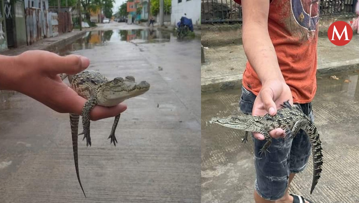 Familias tienen a cocodrilos como mascotas en Tampico.