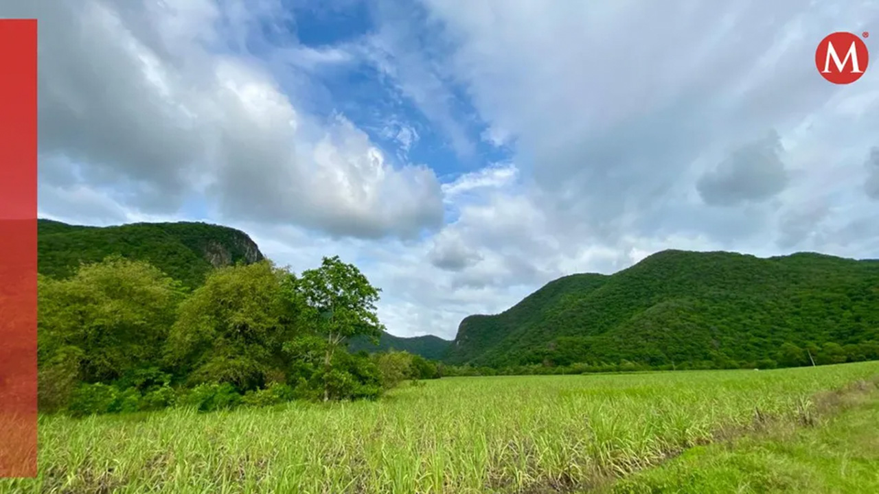 Lluvias en la Huasteca Potosina revitalizan flora y fauna- Grupo Milenio