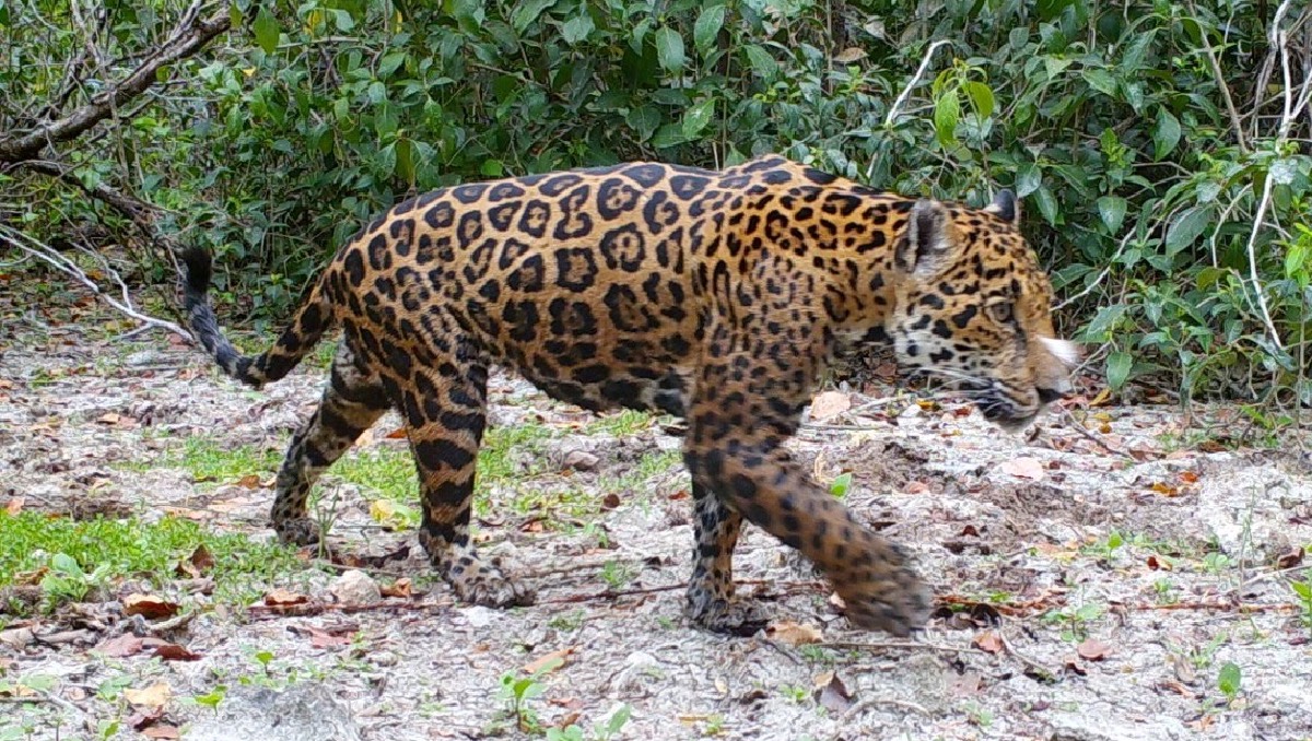 Mascotas y fauna silvestre conviven en Yucatán: Un Riesgo para el ecosistema