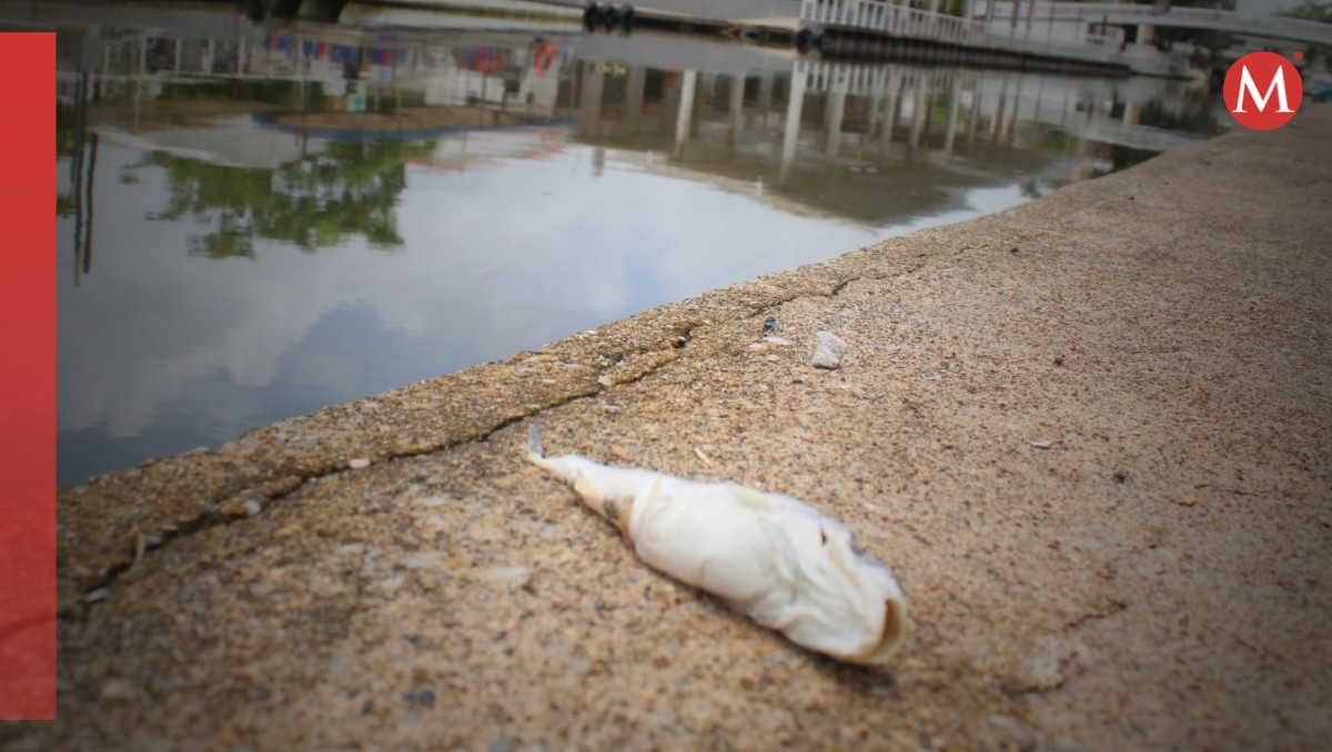 Mortandan en peces en Canal de la Cortaduta, Tampico.