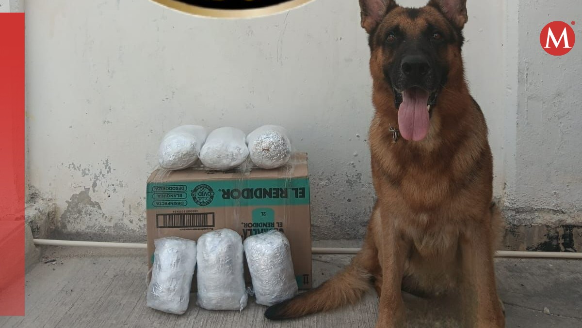 Operativo en paquetería de Campeche resulta en aseguramiento de mariguana | Especial