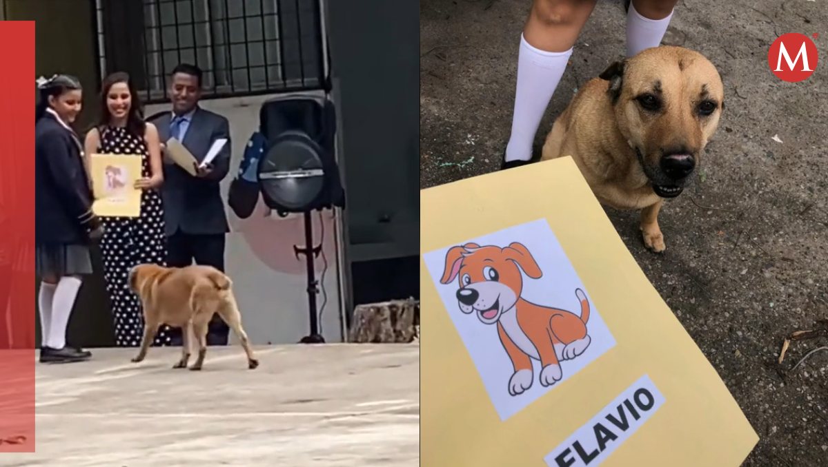 Perro 'se gradúa' de la primaria y se vuelve viral | Especial