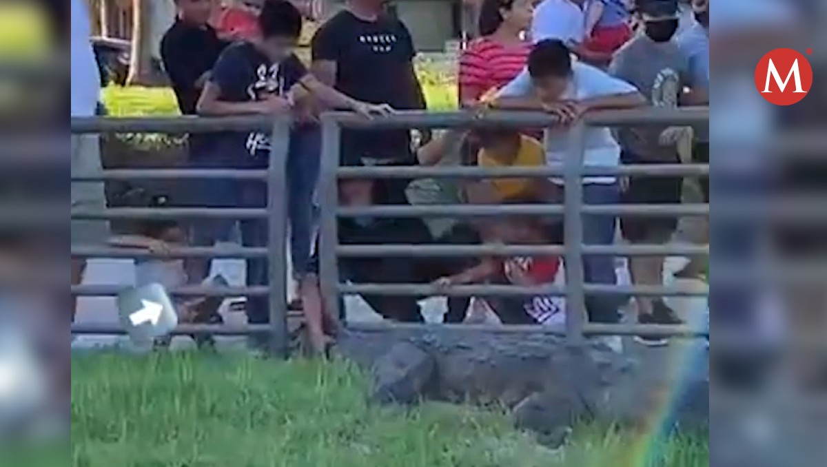 Personas tocan a cocodrilo en la laguna del Carpintero en Tampico.