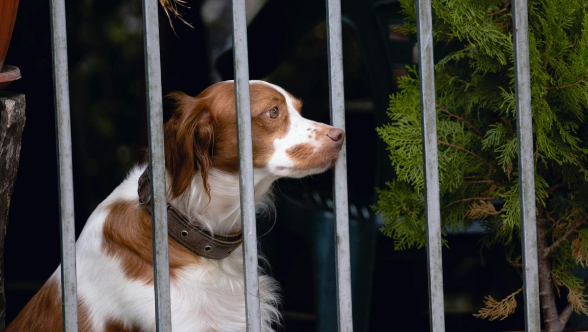 El costo del microchip para las mascotas ronda entre los tres mil pesos. Especial