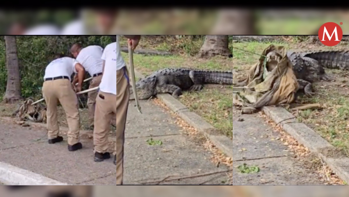 Video de captura de cocodrilo en Tampico se vuelve viral en TikTok. (@flacomontana16)