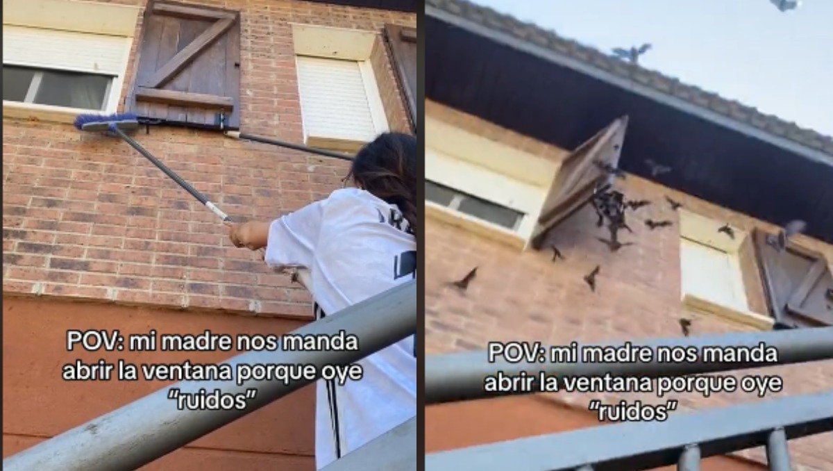 Familia encuentra murcielagos en su casa