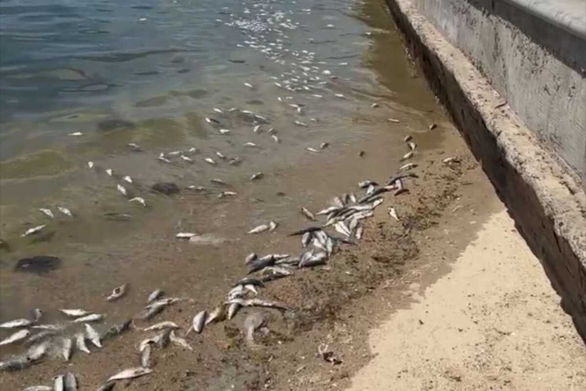 Los peces fueron encontrados en la orilla del mar.