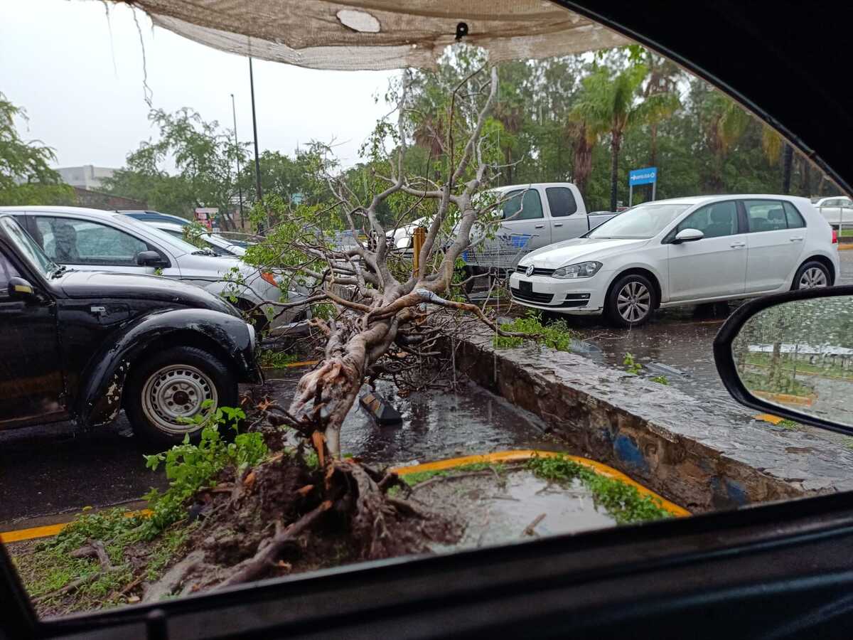 Reportan árboles caídos en Guerrero.
