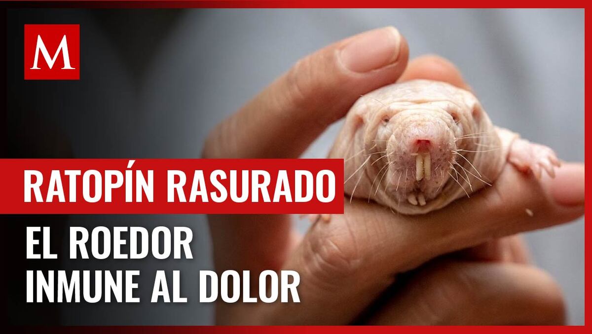 Ratopín rasurado: El pequeño roedor africano con el potencial de contener la cura del cáncer