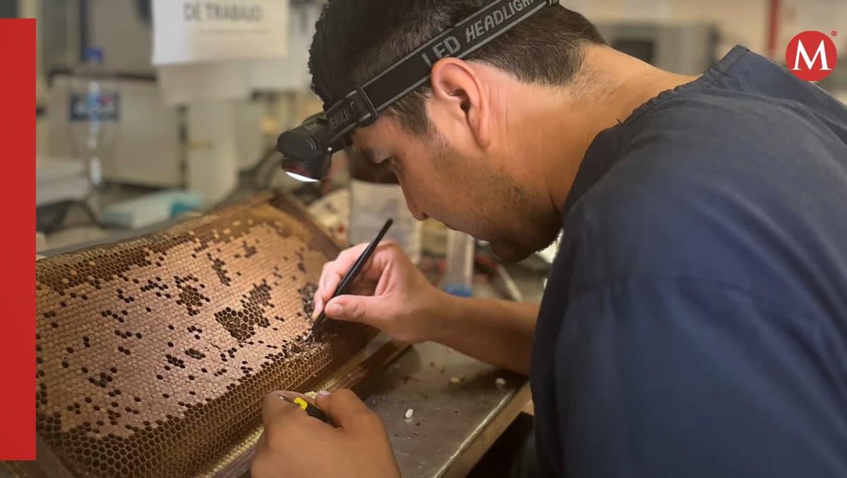 La UAT experimenta el uso de un insecticida elaborado a base de plantas. (Cortesía)
