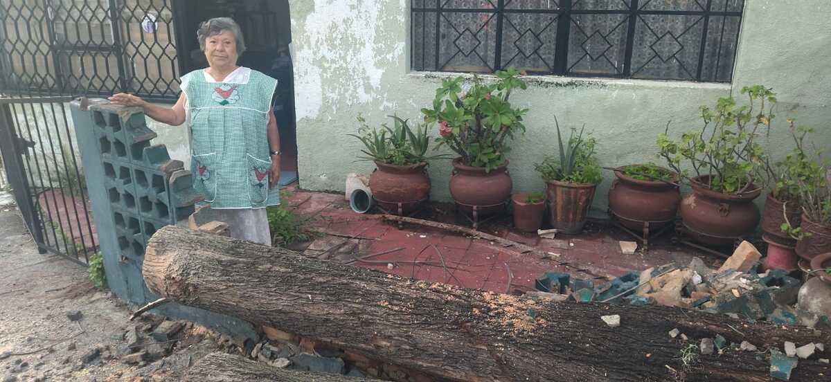 El árbol derribó la barda de Doña Irene. (Diana Barajas)