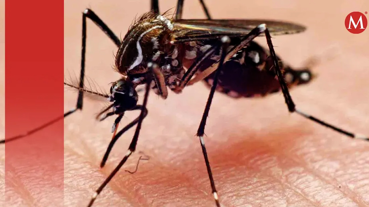 Se registra segunda defunción por dengue en la Costa de Oaxaca, se trata de una menor de 10 años