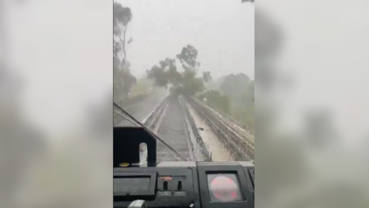 El árbol obstruyó el camino de las vías del tren. | Captura
